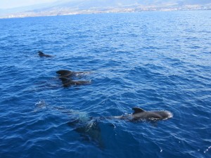 Стая китов