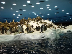 Крупнейший в мире пингвинарий находится на Канарах, в Лоро-Парке