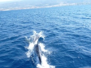 Дельфины играют наперегонки с яхтой